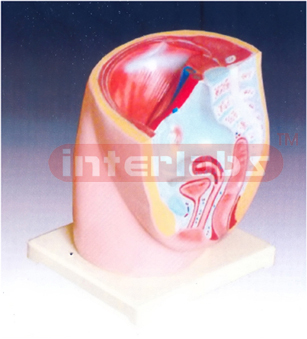 Human Female Pelvis Section (1 part)